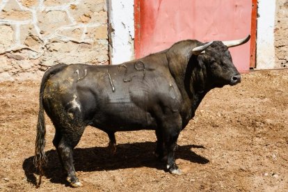 Toros para el Domingo de Calderas.-HDS