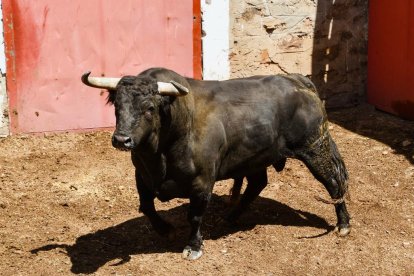 Toros para el Domingo de Calderas.-HDS