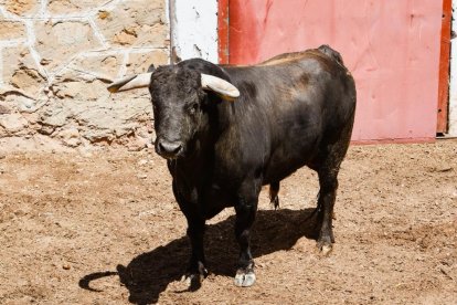 Toros para el Domingo de Calderas.-HDS