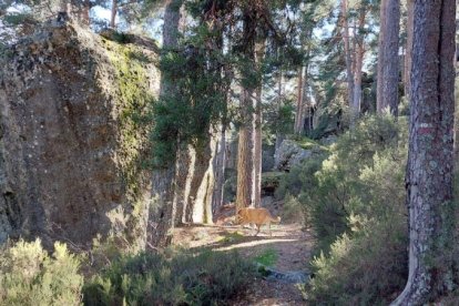 Ruta de las cascadas de Duruelo de la Sierra (Soria). HDS