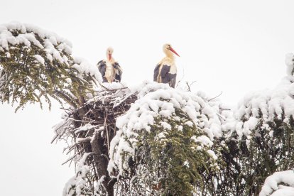La nieve da paso a una mañana de fotos invernales. MARIO TEJEDOR (1)