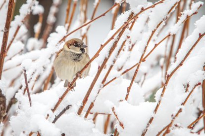 La nieve da paso a una mañana de fotos invernales. MARIO TEJEDOR (30)