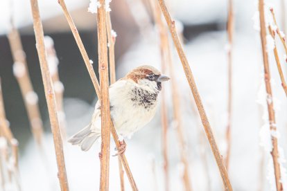 La nieve da paso a una mañana de fotos invernales. MARIO TEJEDOR (31)