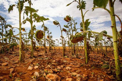 Campos de girasol dañados tras la granizada de Peroniel - MARIO TEJEDOR (5)