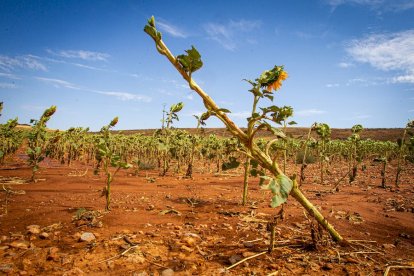 Campos de girasol dañados tras la granizada de Peroniel - MARIO TEJEDOR (2)