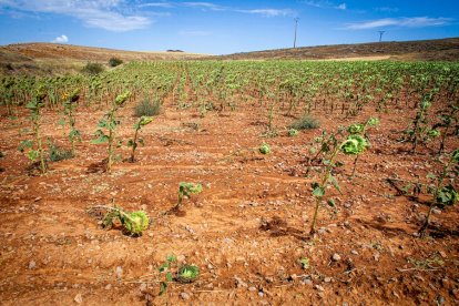 Campos de girasol dañados tras la granizada de Peroniel - MARIO TEJEDOR (3)