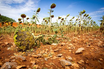 Campos de girasol dañados tras la granizada de Peroniel - MARIO TEJEDOR (4)