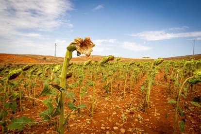 Campos de girasol dañados tras la granizada de Peroniel - MARIO TEJEDOR (6)