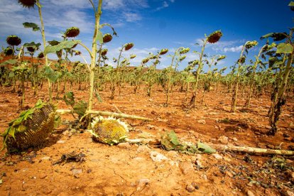 Campos de girasol dañados tras la granizada de Peroniel - MARIO TEJEDOR (8)