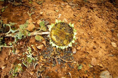 Campos de girasol dañados tras la granizada de Peroniel - MARIO TEJEDOR (7)