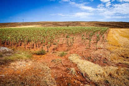 Campos de girasol dañados tras la granizada de Peroniel - MARIO TEJEDOR (10)