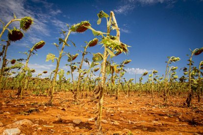 Campos de girasol dañados tras la granizada de Peroniel - MARIO TEJEDOR (9)