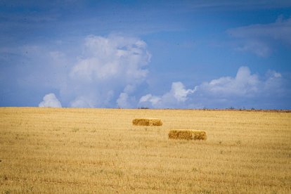 Campos de girasol dañados tras la granizada de Peroniel - MARIO TEJEDOR (11)