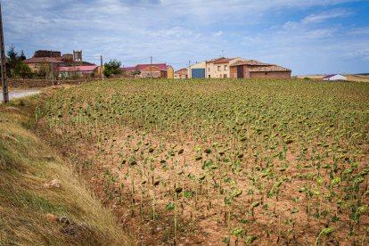 Campos de girasol dañados tras la granizada de Peroniel - MARIO TEJEDOR (12)