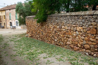 Campos de girasol dañados tras la granizada de Peroniel - MARIO TEJEDOR (14)