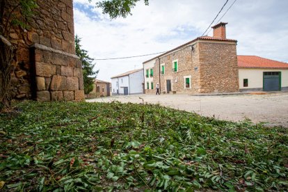 Campos de girasol dañados tras la granizada de Peroniel - MARIO TEJEDOR (15)