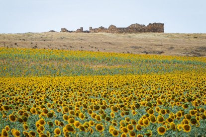 Campos de girasol dañados tras la granizada de Peroniel - MARIO TEJEDOR (19)
