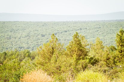 Apertura del tramo del Temeroso en la Autovía del Duero, A-11. MARIO TEJEDOR