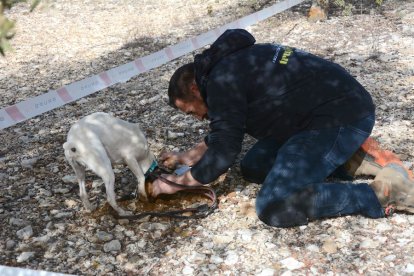 Concurso de caza de trufa con perro.-R. FERNÁNDEZ