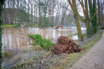 Complicaciones por la meteorología en la zona del río Duero a su paso por la capital. MARIO TEJEDOR (2)
