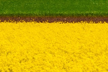 «Campo de girasoles al caer el sol». Ángel del Oso
