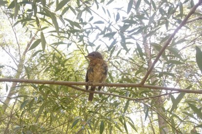 «Naturaleza curiosa». Bernardo Montori Escanilla