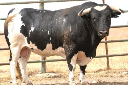 Los toros del Sábado Agés (2)