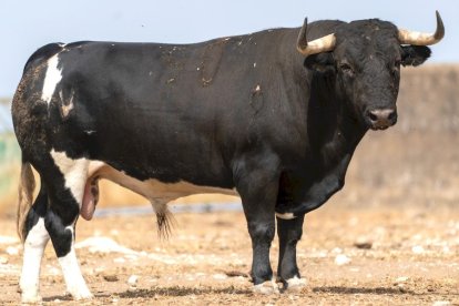 Los toros del Sábado Agés (3)