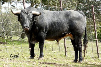 Los toros del Sábado Agés (4)