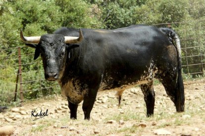 Los toros del Sábado Agés (5)