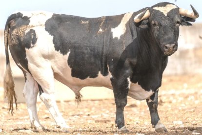 Los toros del Sábado Agés (6)