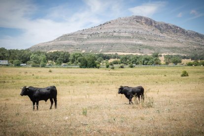La Saca 2022 en el monte.-GONZALO MONTESEGURO