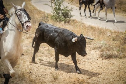 La Saca 2022 en el monte.-GONZALO MONTESEGURO