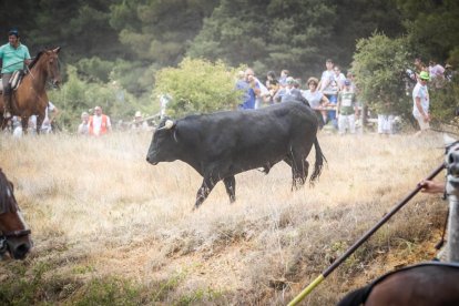 La Saca 2022 en el monte.-GONZALO MONTESEGURO