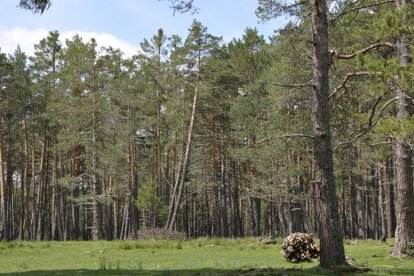 Un fardo de madera en un claro en un bosque de Soria. HDS