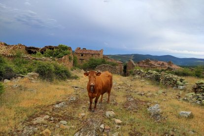 ‘La vaca de Buimanco’. JOSÉ LUIS MUÑOZ RUIZ