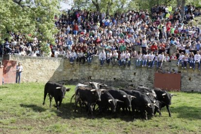 Los toros en los corrales de Valonsadero en un Desencajonamiento anterior. HDS