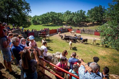 Los Toros del Jueves la Saca ya están en Valonsadero - MARIO TEJEDOR (1)
