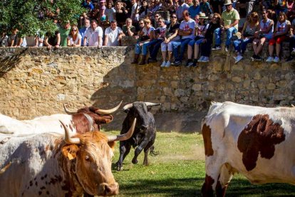 Los Toros del Jueves la Saca ya están en Valonsadero - MARIO TEJEDOR (6)