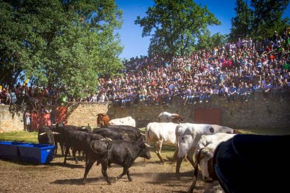 Los Toros del Jueves la Saca ya están en Valonsadero - MARIO TEJEDOR (14)