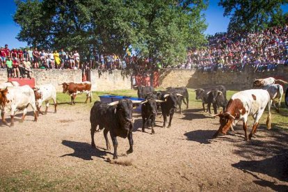 Los Toros del Jueves la Saca ya están en Valonsadero - MARIO TEJEDOR (15)
