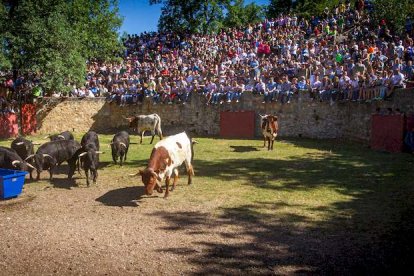 Los Toros del Jueves la Saca ya están en Valonsadero - MARIO TEJEDOR (16)