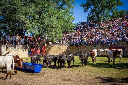 Los Toros del Jueves la Saca ya están en Valonsadero - MARIO TEJEDOR (20)