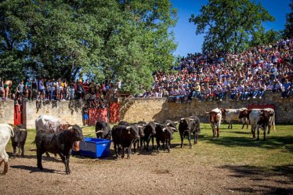 Los Toros del Jueves la Saca ya están en Valonsadero - MARIO TEJEDOR (21)