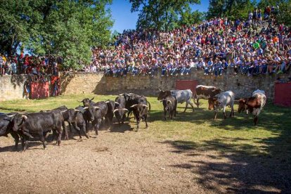 Los Toros del Jueves la Saca ya están en Valonsadero - MARIO TEJEDOR (25)