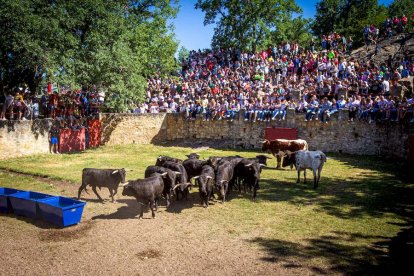 Los Toros del Jueves la Saca ya están en Valonsadero - MARIO TEJEDOR (26)