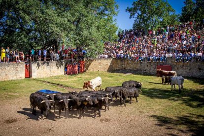 Los Toros del Jueves la Saca ya están en Valonsadero - MARIO TEJEDOR (28)