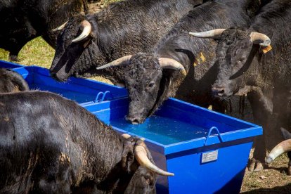 Los Toros del Jueves la Saca ya están en Valonsadero - MARIO TEJEDOR (31)