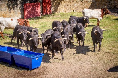 Los Toros del Jueves la Saca ya están en Valonsadero - MARIO TEJEDOR (32)