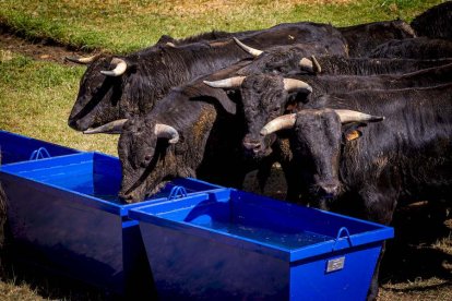 Los Toros del Jueves la Saca ya están en Valonsadero - MARIO TEJEDOR (34)
